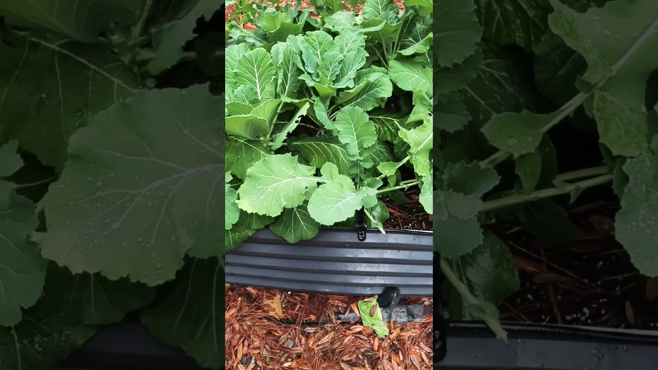 Обновление информации о листовой капусте #youtubeshorts #garden #trendingshorts #viralshorts