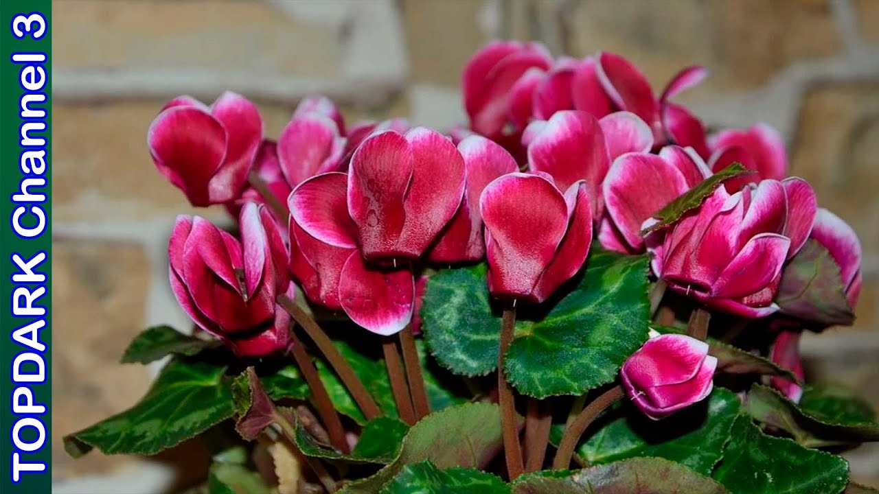 10 Lindas Variedades de Cyclamen