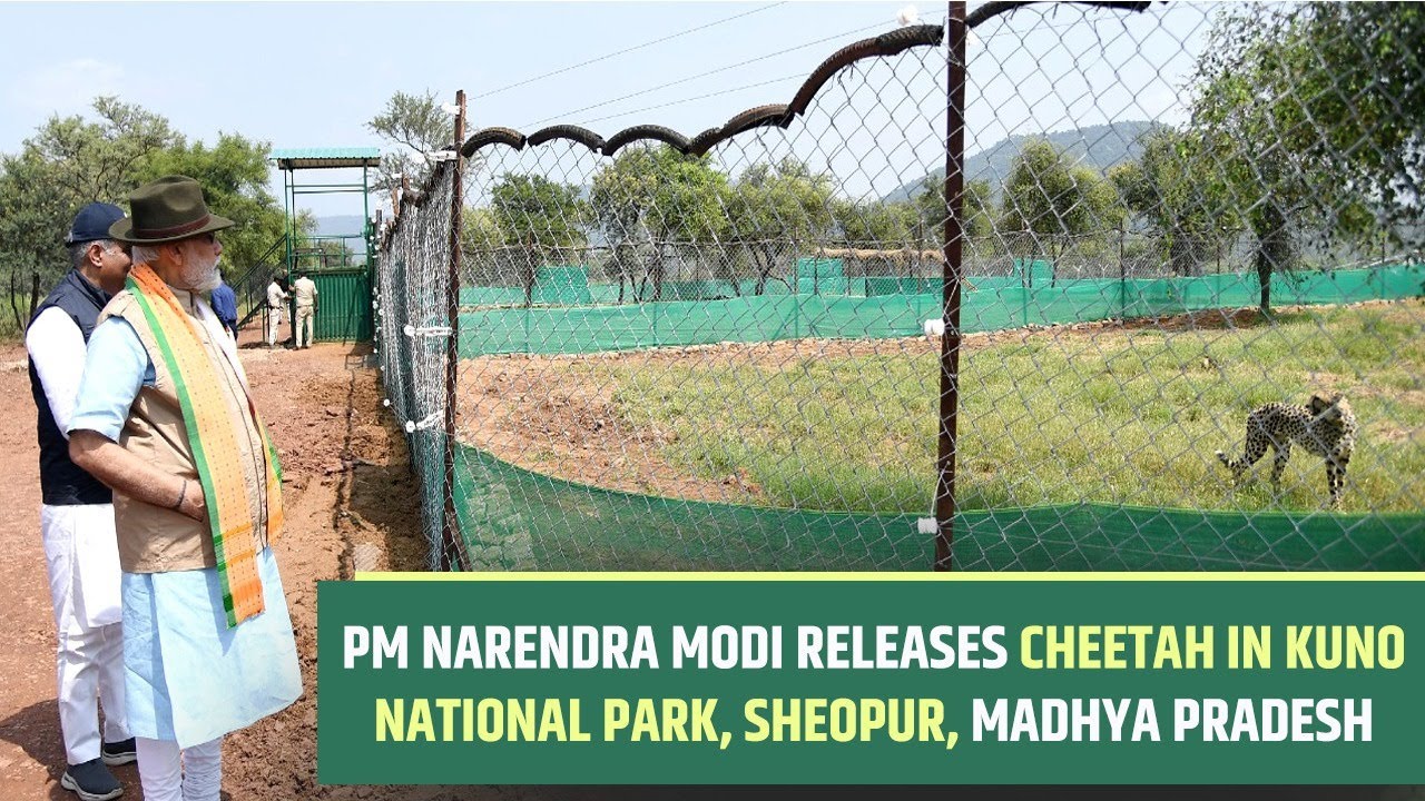 PM Narendra Modi releases Cheetah in Kuno National Park, Sheopur, Madhya Pradesh l PMO