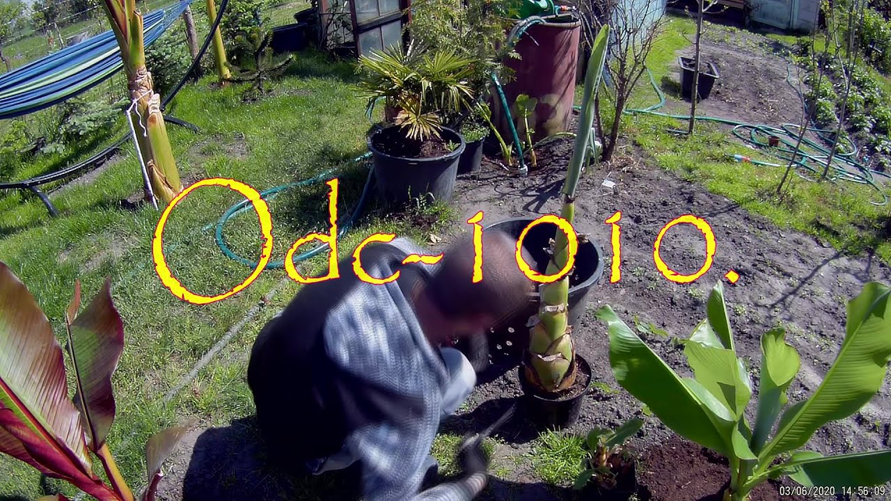 Odc-1010.Sadzenie bananowców musella lasiocarpa złoty lotos. Jeszcze  tak małych w kupie nie miałem.