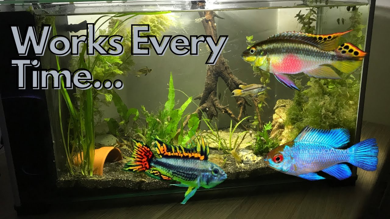How to Aquascape a Dwarf Cichlid BREEDING Tank