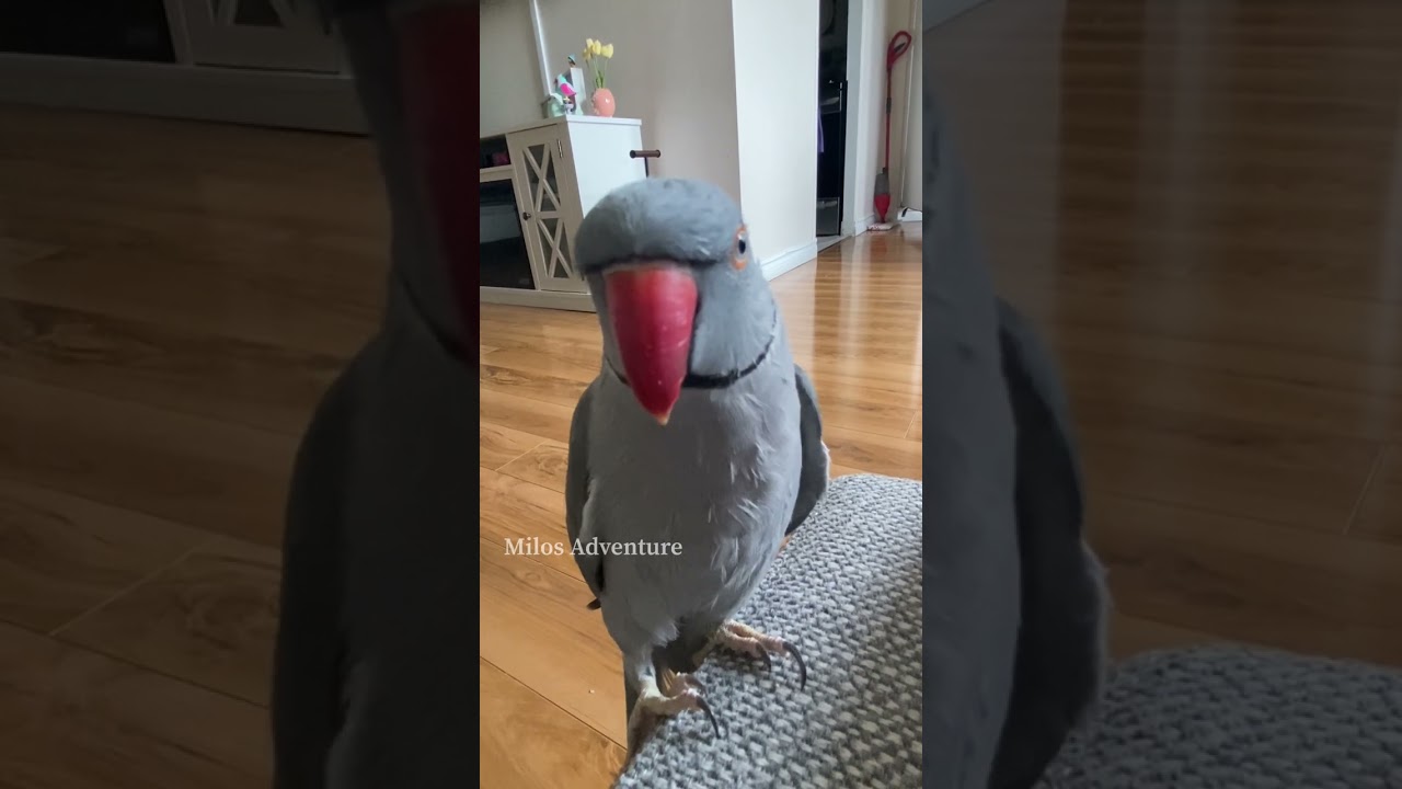 Cute parrot says goodnight