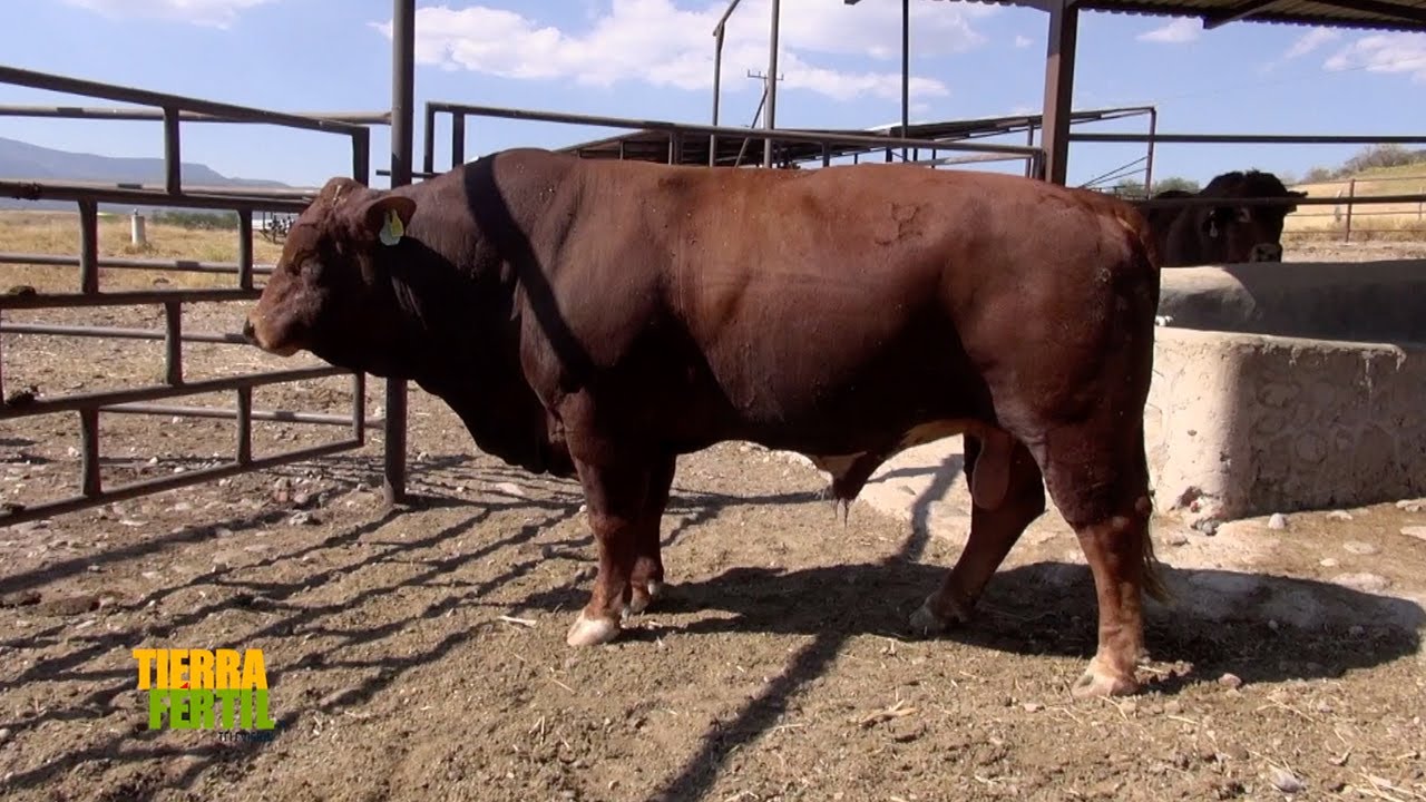 Tierra Fértil Tv-Alta genética en ganado BEEFMASTER (17.12.22)