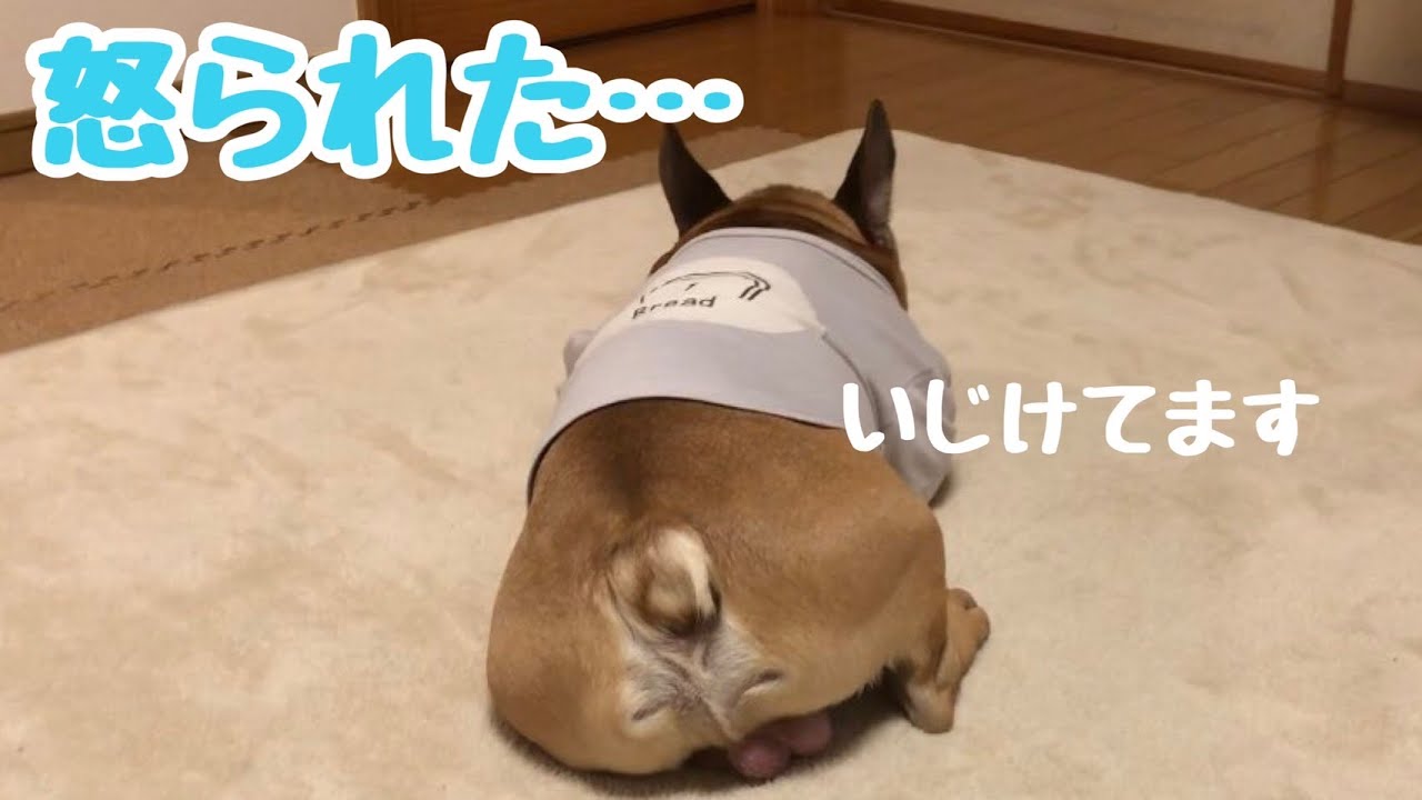 120話  怒られていじけるフレンチブルドッグ
