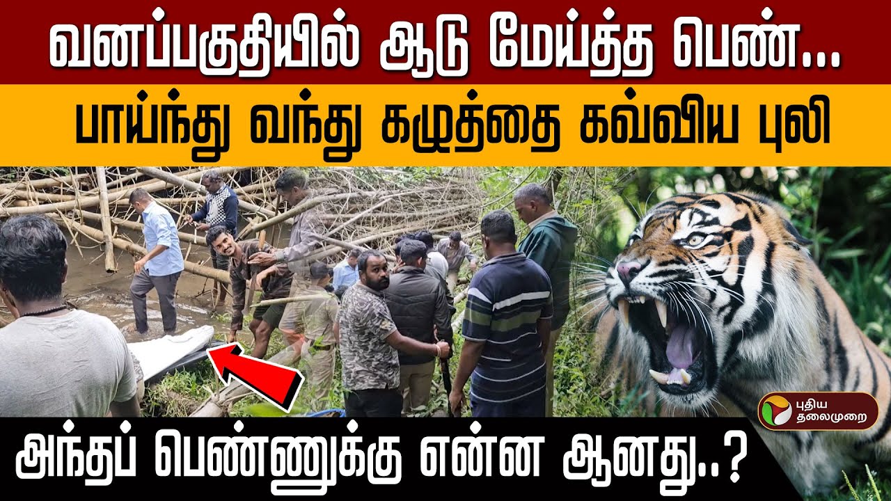 வனப்பகுதியில் ஆடு மேய்த்த பெண்... பாய்ந்து வந்து கழுத்தை கவ்விய புலி! அந்தப் பெண்ணுக்கு என்ன ஆனது?
