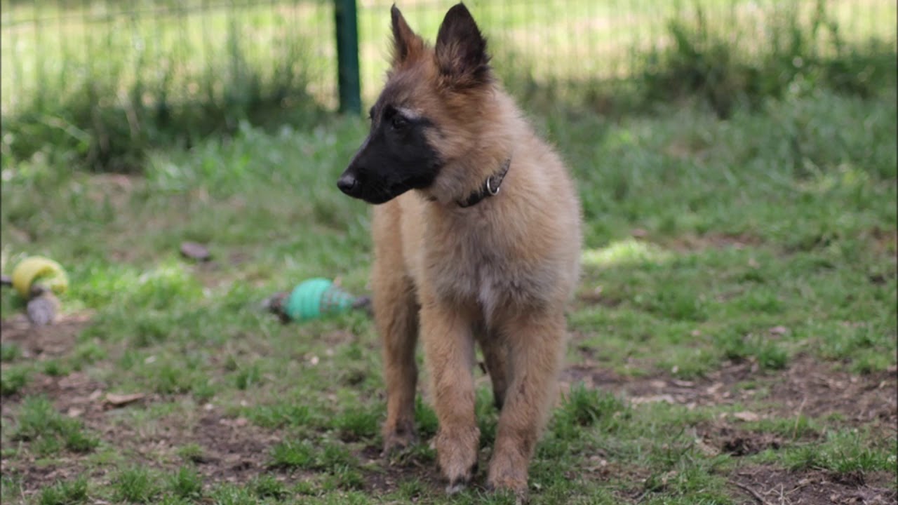 Petsy, chiot Berger Belge Tervueren