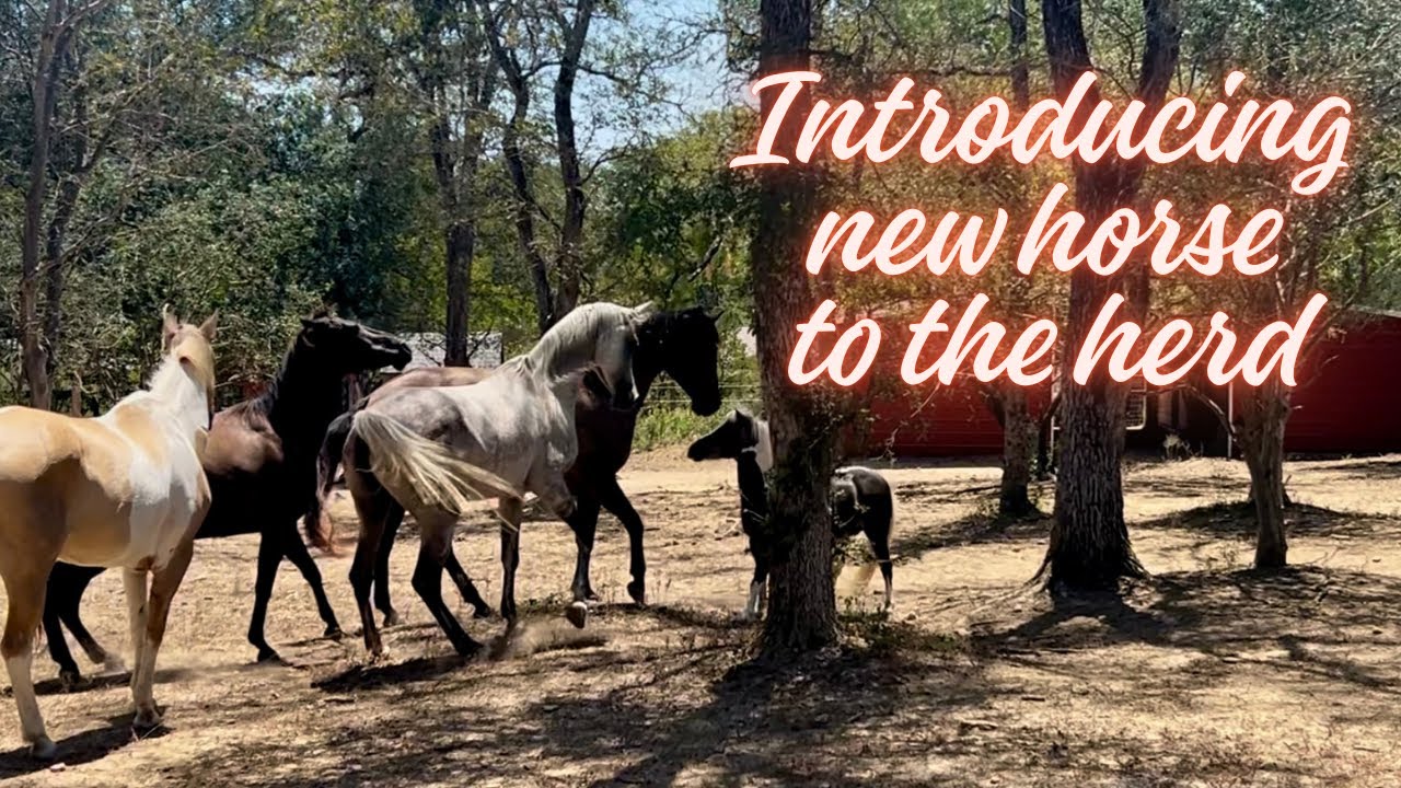 Introducing new horse to the herd