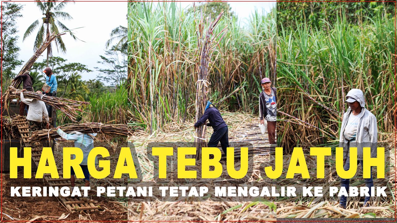 Harga Tebu Jatuh, Keringat Petani Tetap Mengalir ke Pabrik