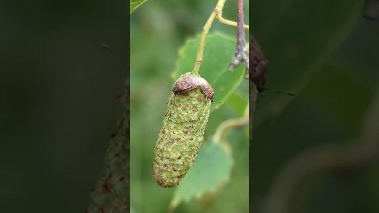 Several Birch Catkin Bugs living up to their name