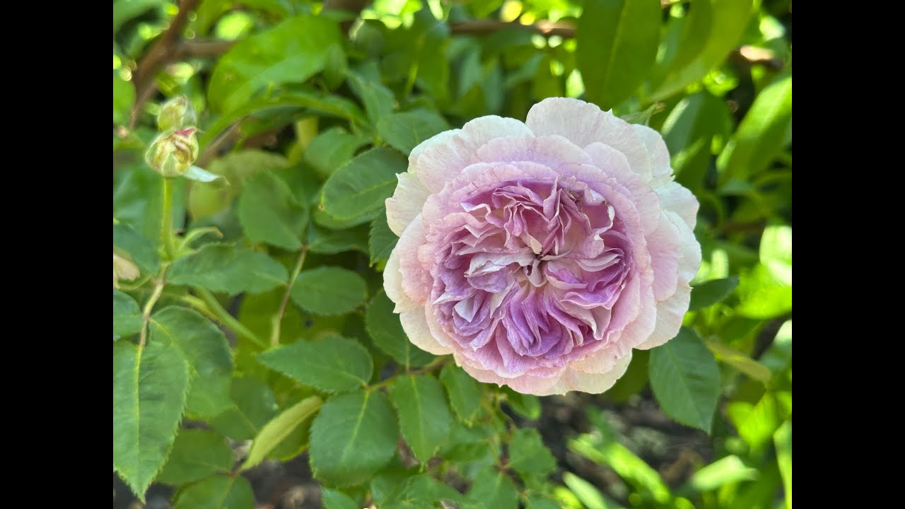 Blue Moon Stone Rose - May 2025
