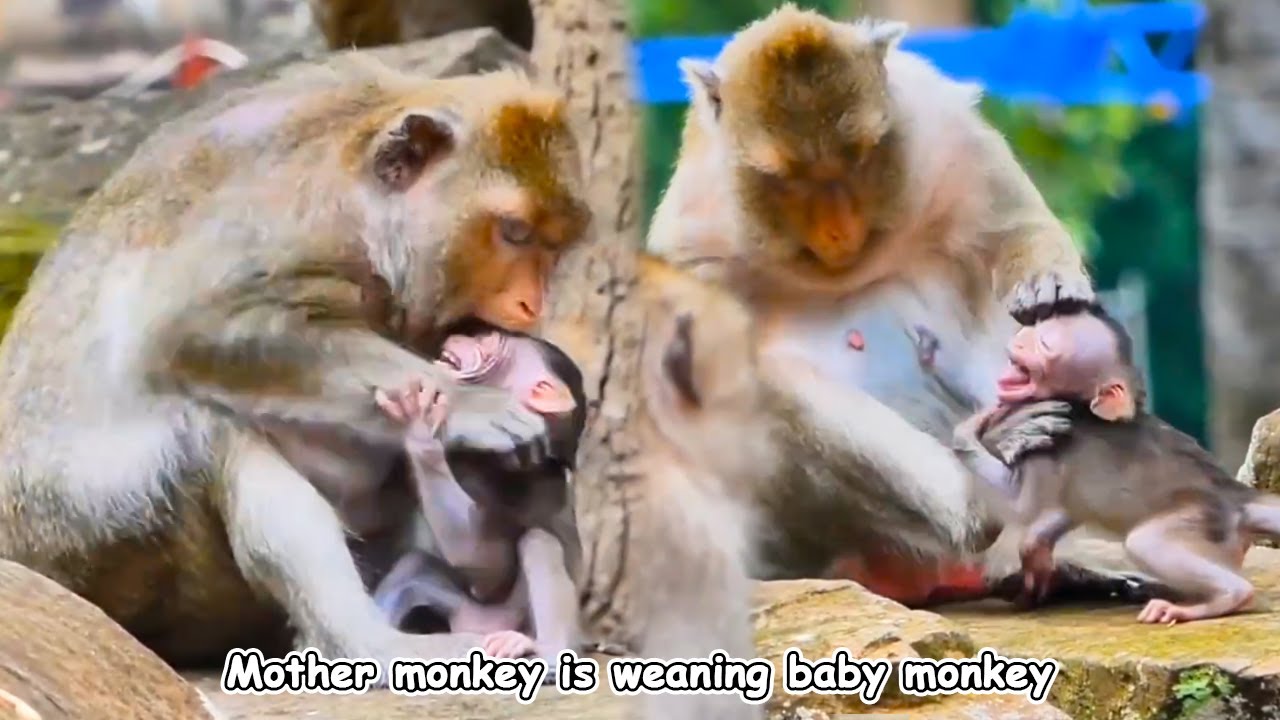 The monkey was desperate because it could not get milk. The mother monkey weaned her baby.