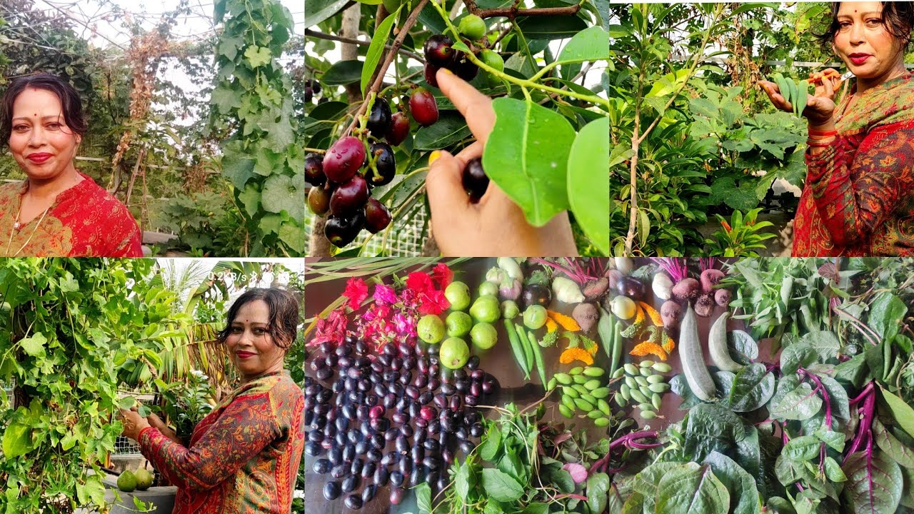 Terrace Garden Harvesting Video | Summer Vegetables, Fruits & Flowers Harvesting |