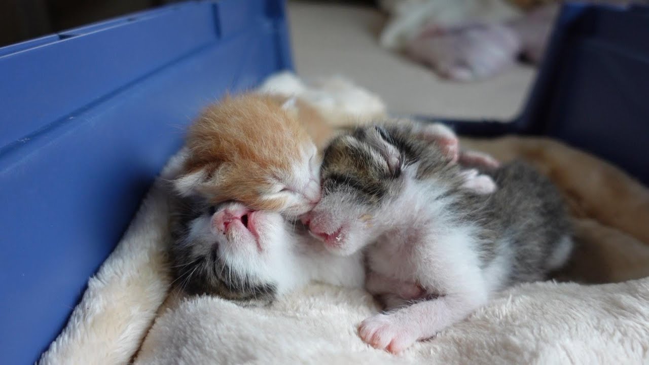 【生後7日】ミルクを飲んで仲良く寝落ちする赤ちゃん猫たち