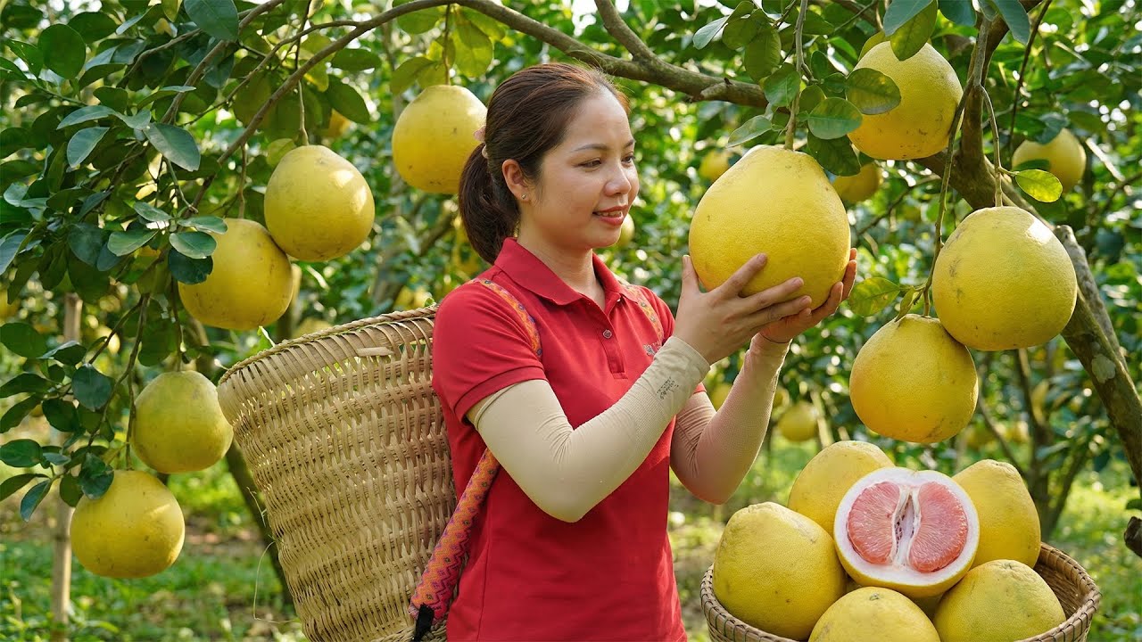 REWIND TIMELAPSE - Harvesting 1000+Kg Many Pomelo Goes To Maket Sell | Teu Harvesting