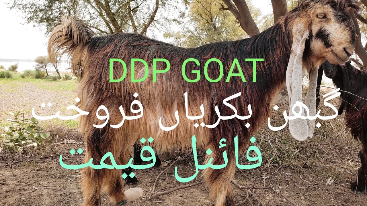 goat for sale//milking goat/ddp goat farm/03456958335