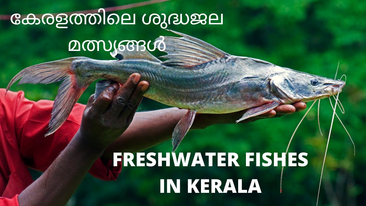Fresh water fishes of Kerala (കേരളത്തിലെ ശുദ്ധജല മത്സ്യങ്ങൾ )