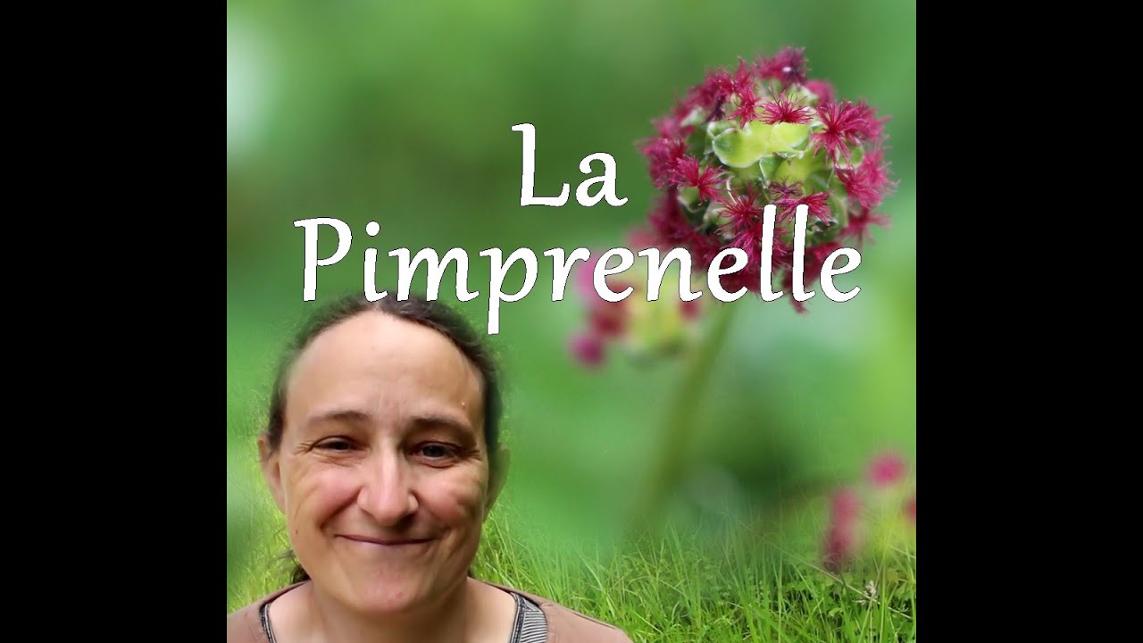 Petite plante aromatique oubliée la Pimprenelle - Poterium sanguisorba