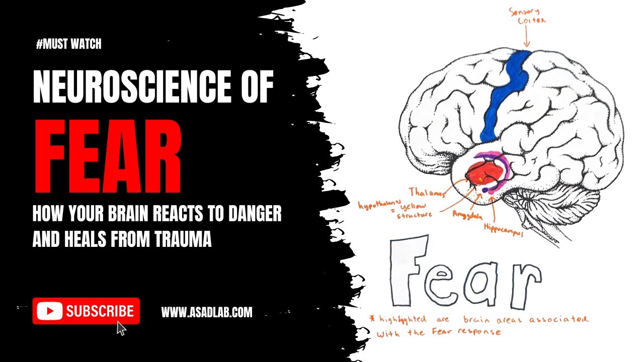 #neuroscience of #fear : How Your Brain Reacts to Danger and Heals from #trauma