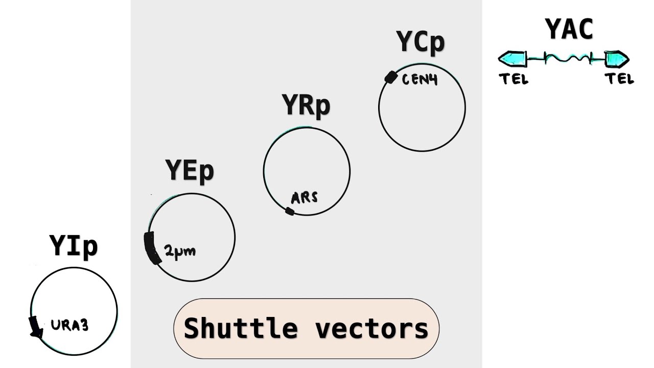 Yeast cloning vectors - YIp, YEp, YRp, YCp, YACs - Shuttle plasmid vectors