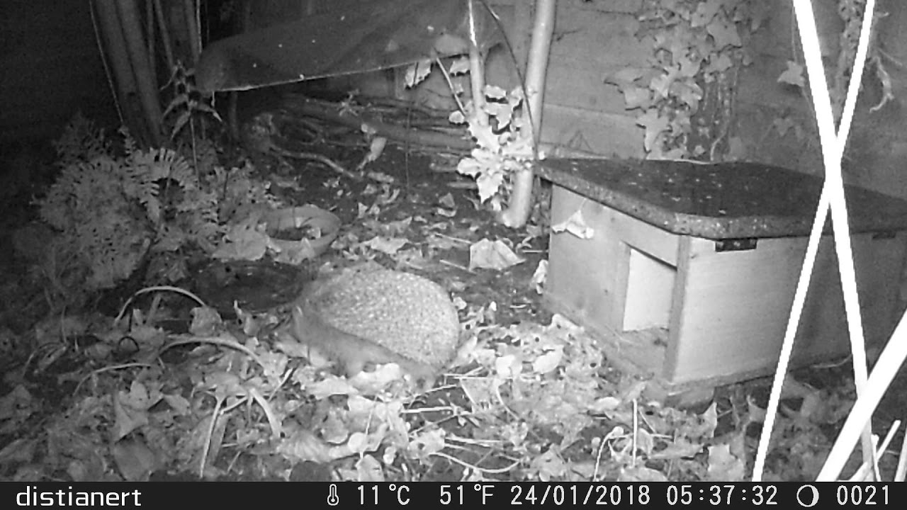 Hedgehog collecting leaves for nest
