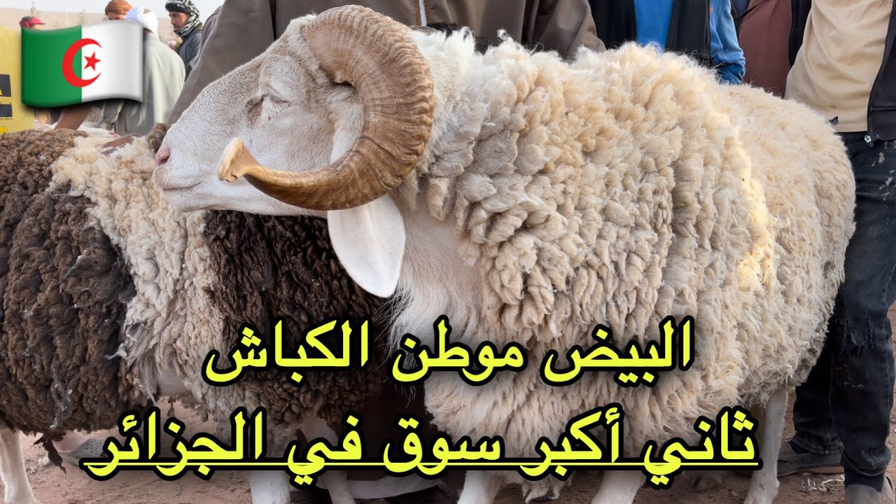 البيض موطن الكباش | تغطية خاصة | أسعار كباش وخرفان العيد 2022 في ثاني أكبر أسواق المواشي بالجزائر