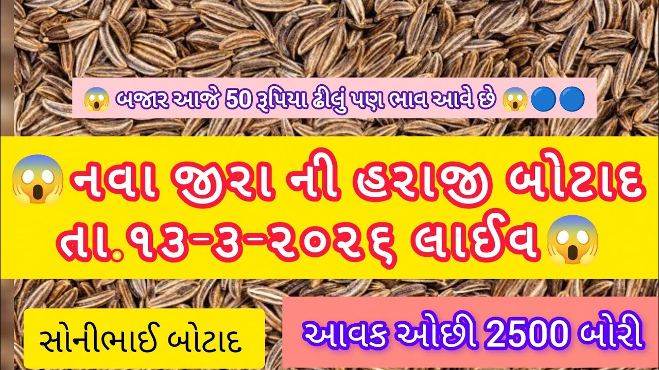 🔵🔵 તા.૧૩-૩-૨૬|જીરા ની હરાજી|#sonibhaibotad |jiru|#jiraiyaupdate #viral 