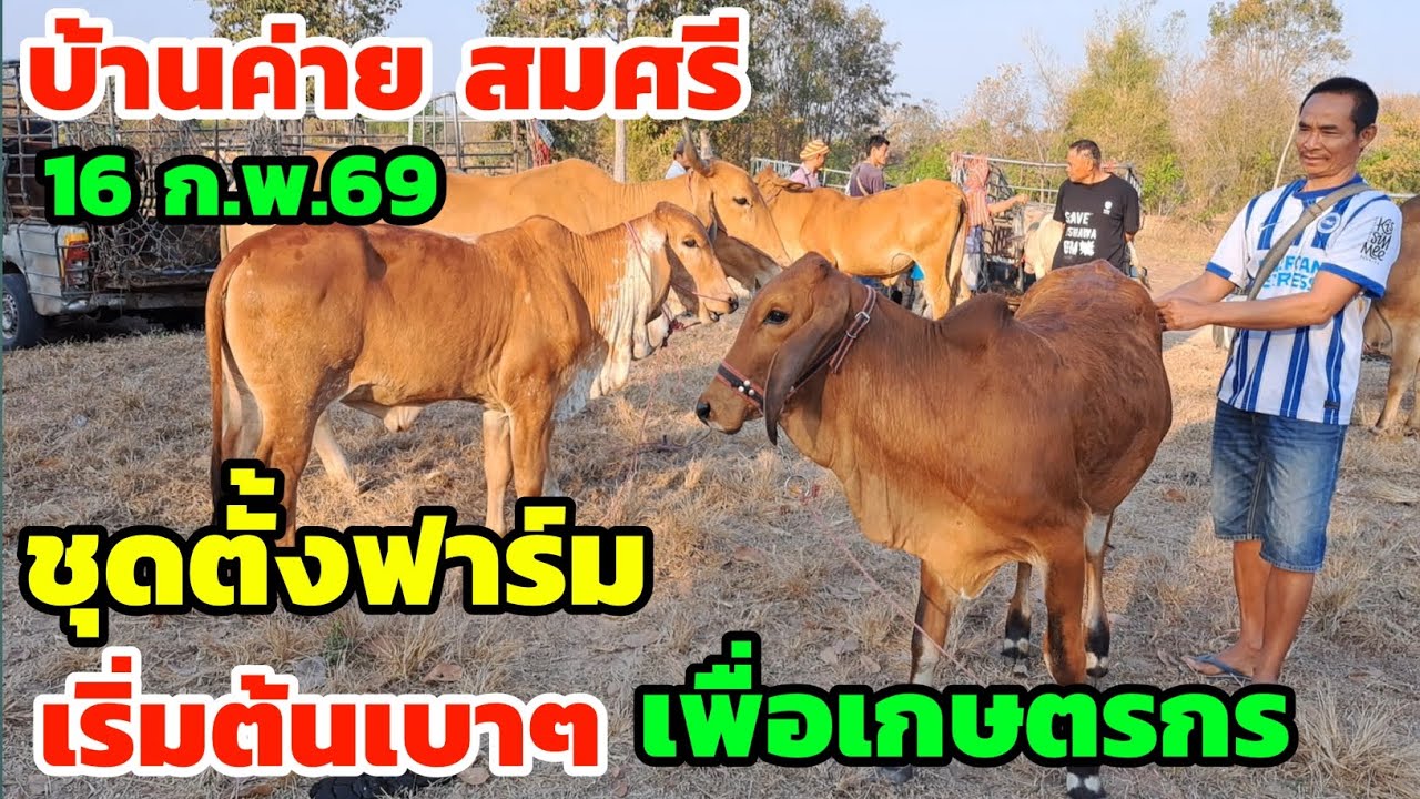 เริ่มต้นเบาๆ‼️16 ก.พ.69 ตลาดนัดบ้านค่ายสมศรี ชุดตั้งคอก ตั้งฟาร์ม วัวงามเพื่อเกษตรกร