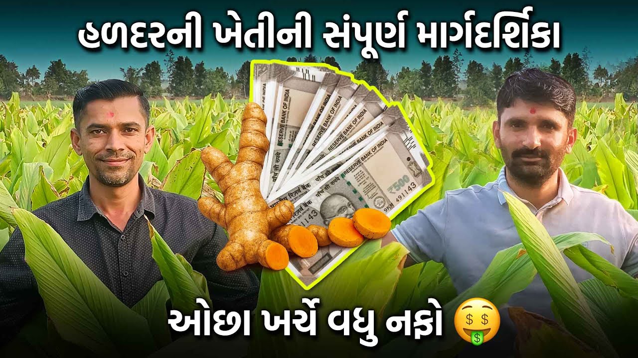હળદરની ખેતીની સંપૂર્ણ માર્ગદર્શિકા | ઓછા ખર્ચે વધુ નફો!