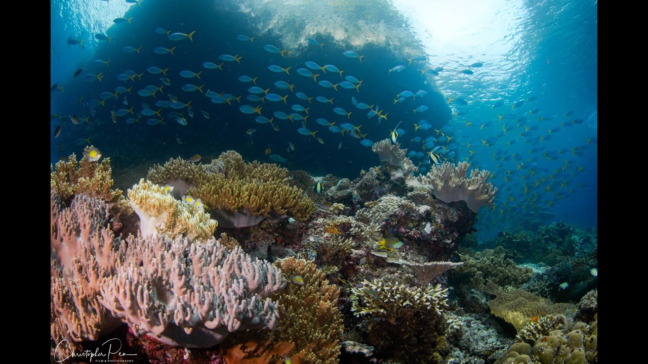 12 Days Raja Ampat - Halmahera - Lembeh Diving Cruise