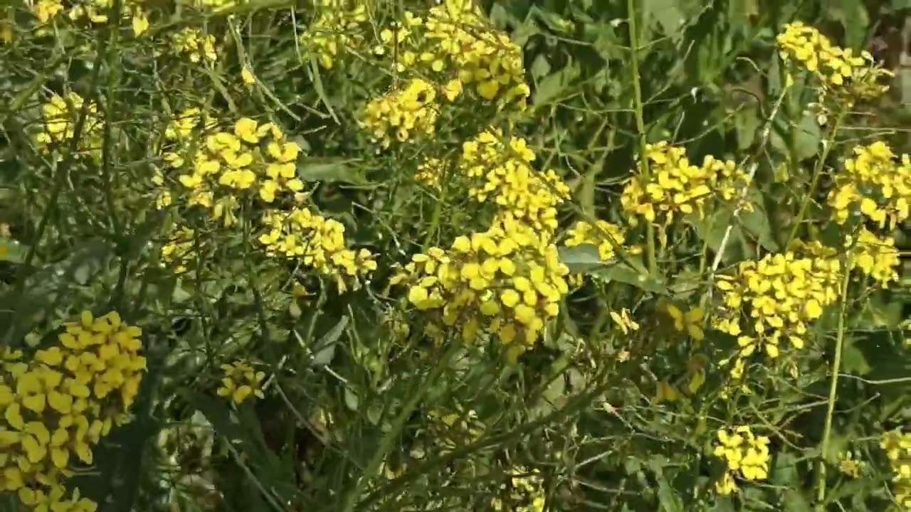 🌺ارح اعصابك و نظرك مع اجمل مناظر🌹 الطبيعة الخلابة