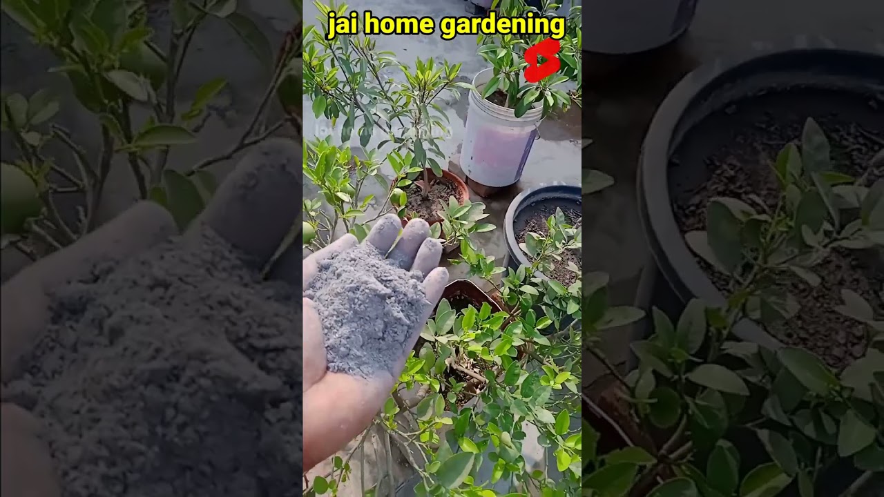 People throw away wood ash thinking it is useless || Best Fertilizer For Plants #shorts #gardening #organice