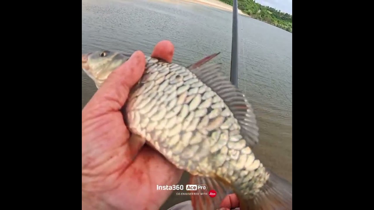 Pesca con enchufable