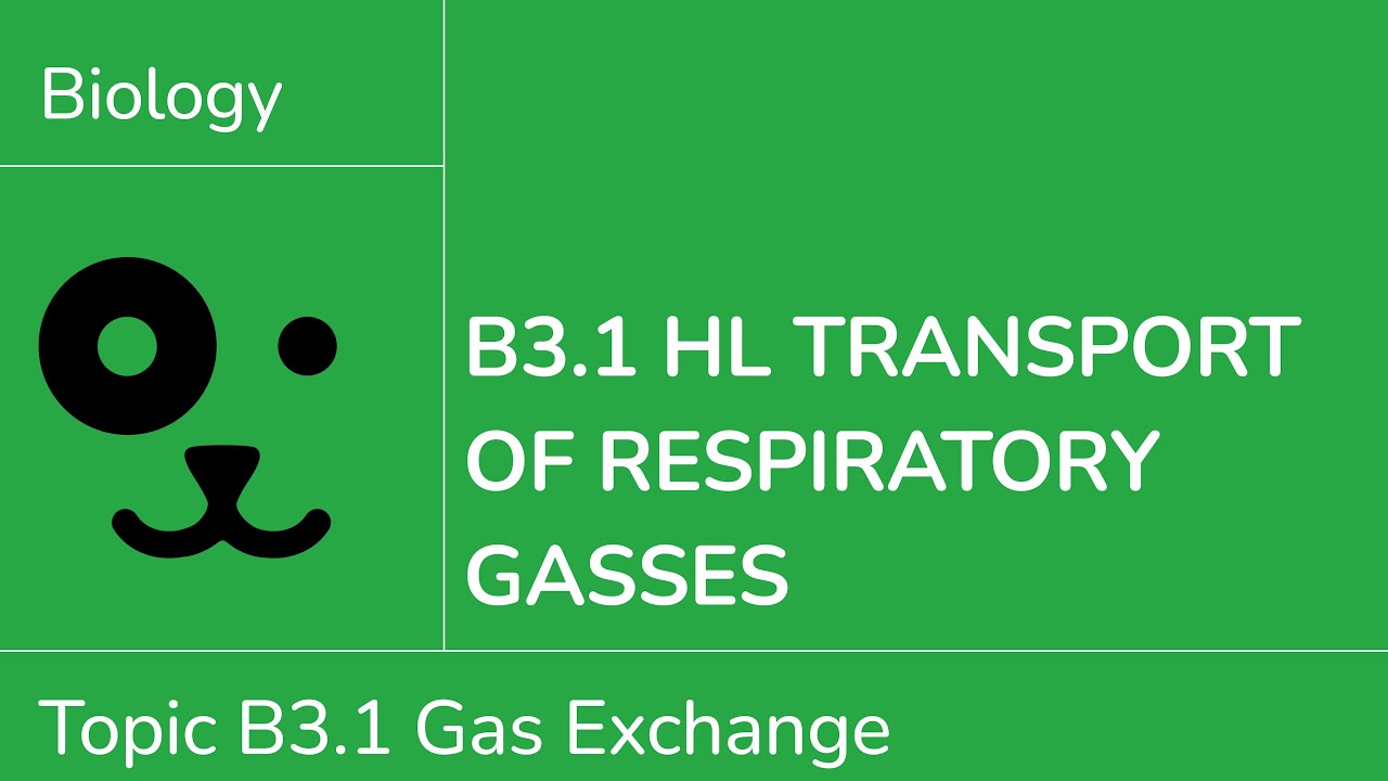 B3.1 HL Транспорт дыхательных газов [IB Biology HL]