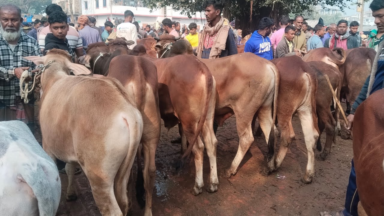 ২৪/১/২৬/খামার উপযোগী মাঝারি শাহিওয়াল গরুর দাম জানুন জয়পুরহাট থেকে01773949974