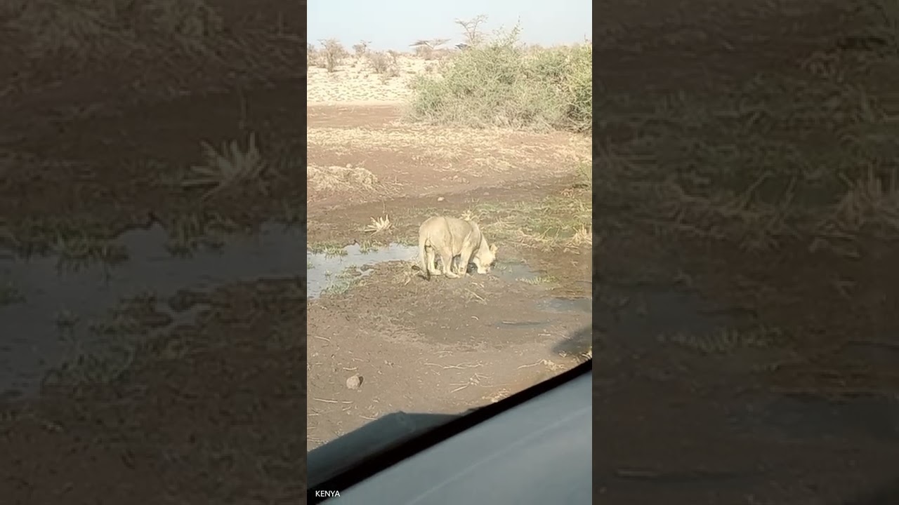 Most Amazing Animal Encounters and Wildlife Sightings