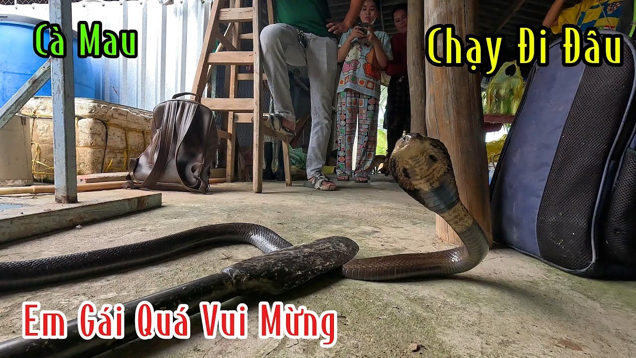 Cả Gia Đình Em Gái Xinh Đẹp Quá Vui Mừng Vì Nhóm Thợ Săn Đã Bắt Được Con Hổ Đất Ở Trong Nhà Lâu Năm