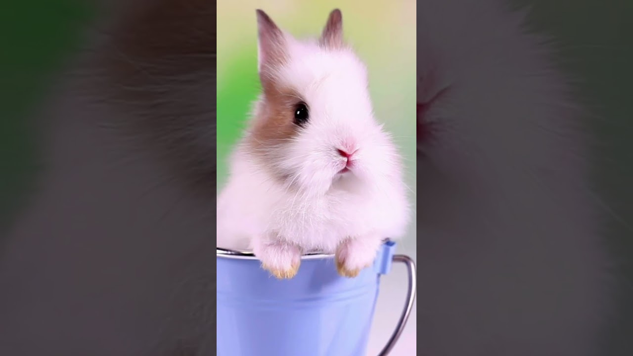 Beautiful Animals - Relaxing Music for Sleep, Healing, Concentration, Work, Study 🌞 