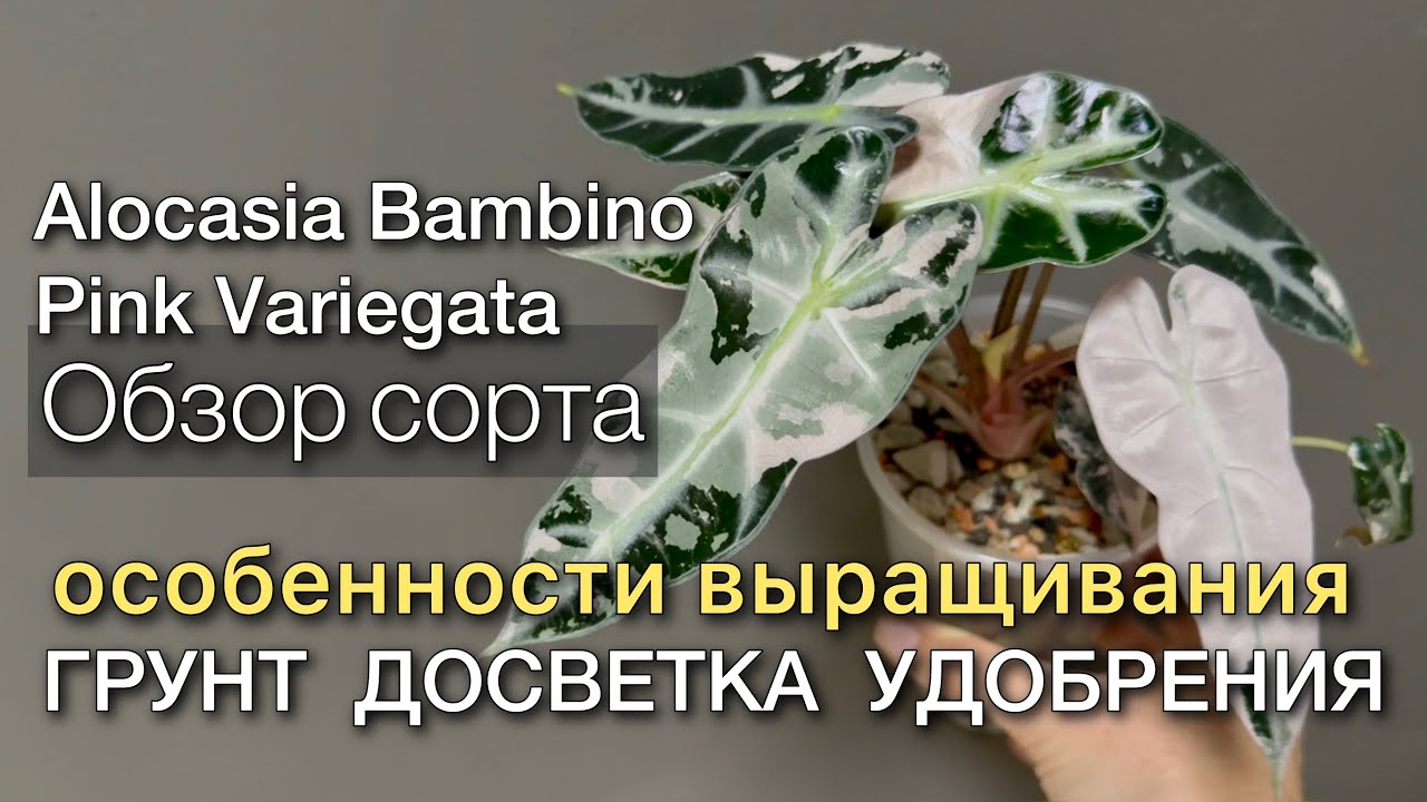 Обзор растения. Наблюдаем за ростом. Новые листья. Алоказия Бамбино пинк вар