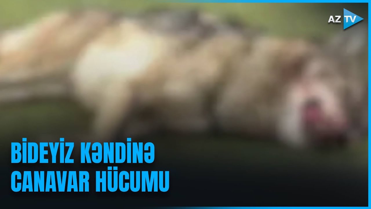 Bideyiz kəndinə CANAVAR h&uuml;cum etdi: xəsarət alan sakinlər AzTV-yə nələri danışdılar?