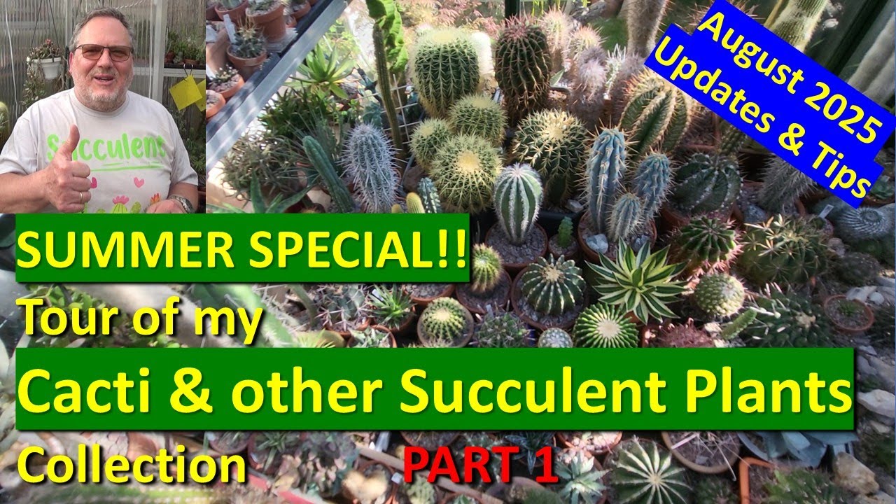 Tour of my CACTUS & SUCCULENT PLANT COLLECTION, my oasis of calm & beauty #cacti #succulents #plants