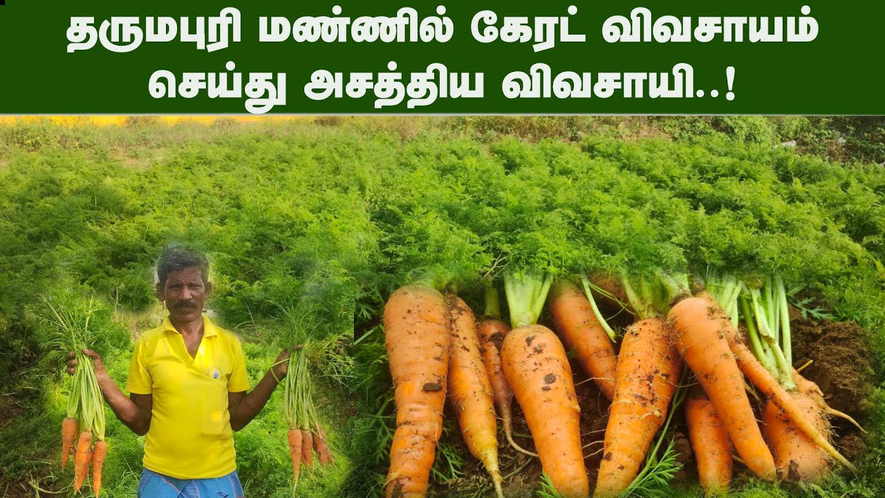 தருமபுரி மண்ணில் கேரட் விவசாயம் செய்து அசத்திய விவசாயி.. ! CarrotCaltivation | Carrot | Dharmapuri