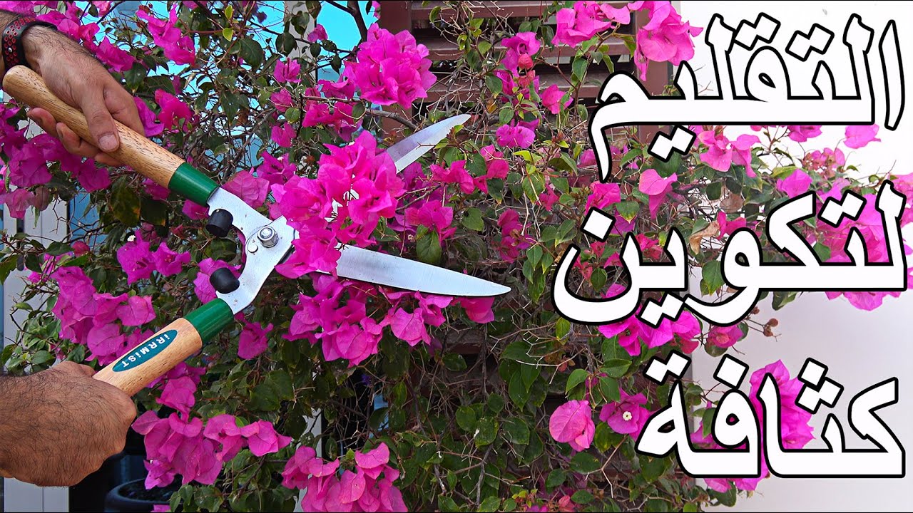 التقليم لتكوين كثافة في النبتة