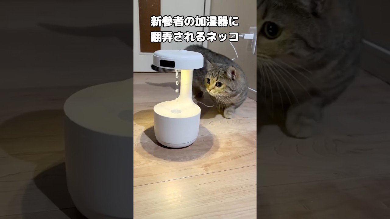 重力という物理法則を理解しているヌコの反応 