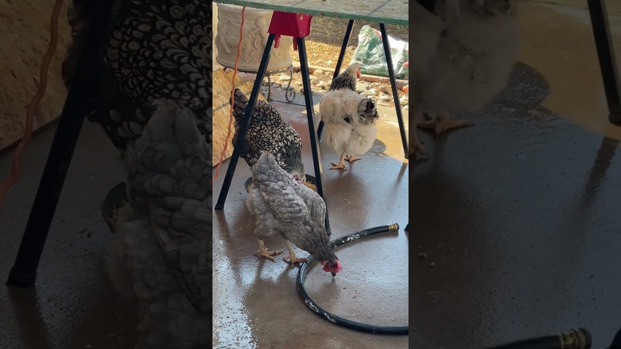 The hierarchy of backyard chickens 101.