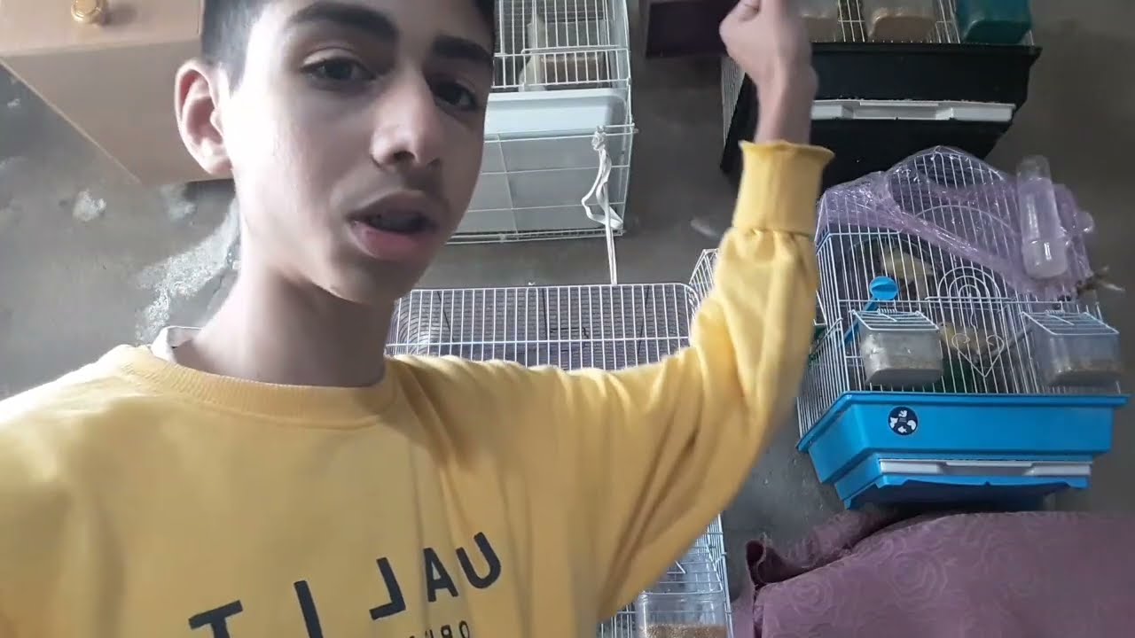 اشتريت طيور جديده مفاجاه وفتح اعشاش البادجي