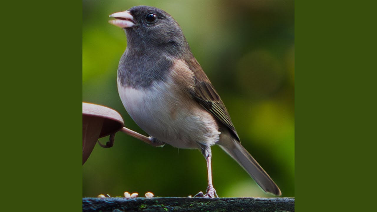 Sing! Sing! Birds on the Wing!