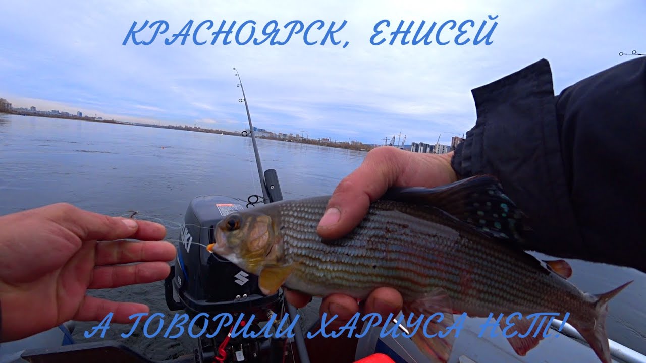 Красноярск | Енисей | А хариус то есть!