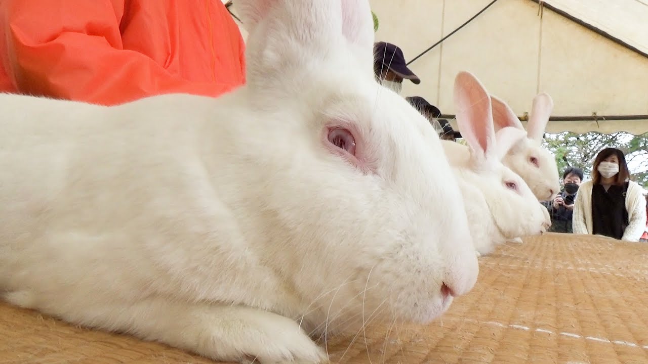 ジャンボうさぎの品評会   秋田県大仙市