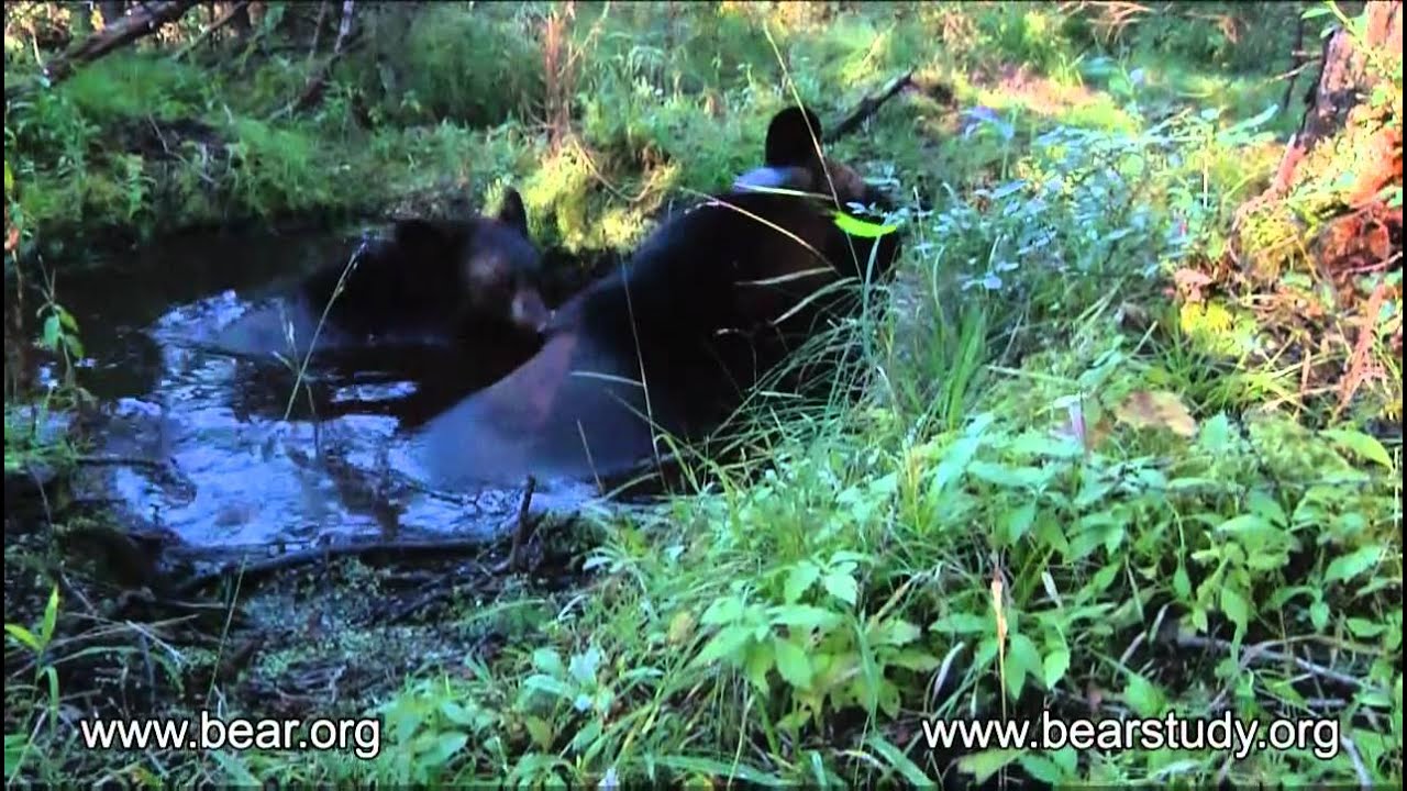 September 25, 2011 - Lily the Black Bear - Lily and Faith in a cedar swamp