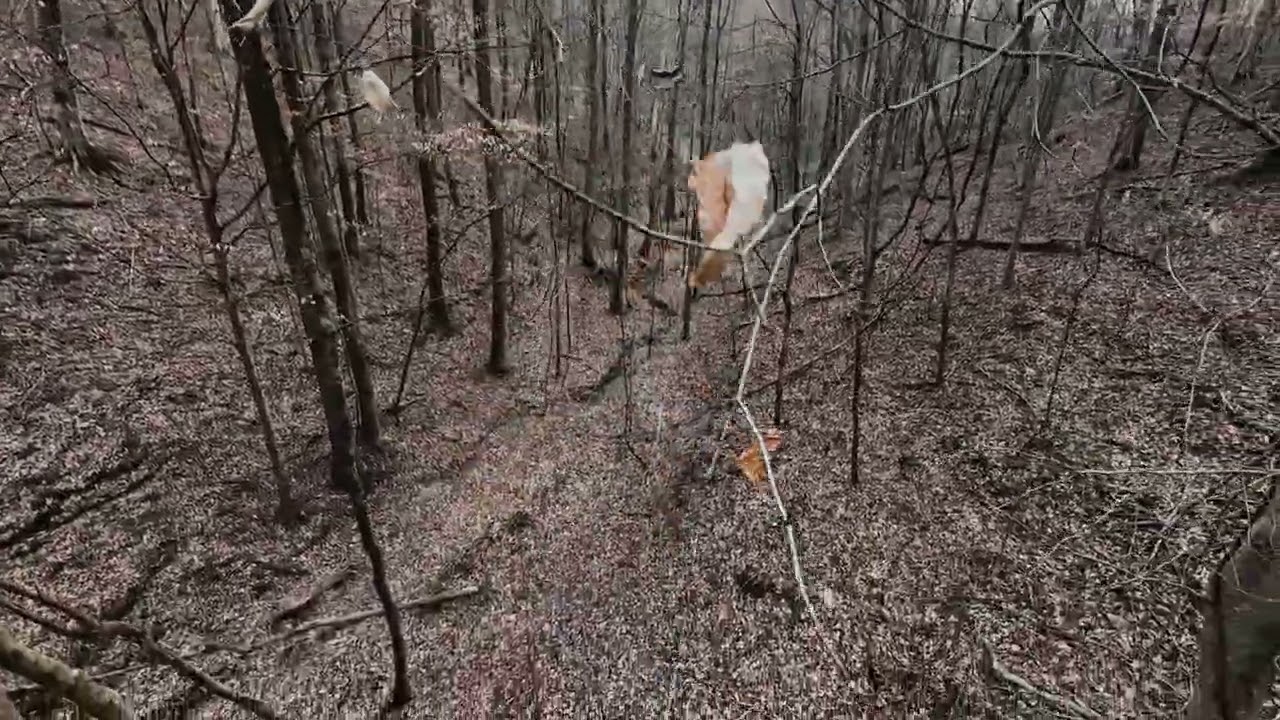 Property line and woods pt2